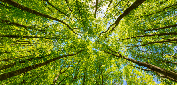 Setting net-zero engagement targets