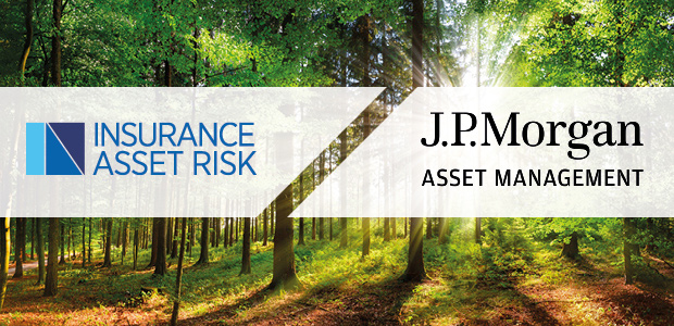 Active management the only way to invest in forests
